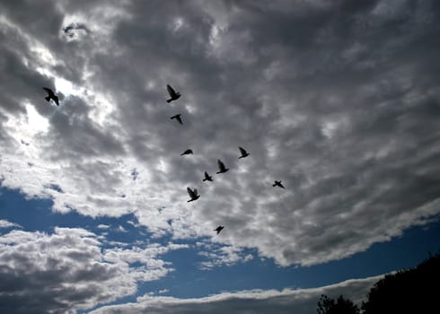 Birds Flying in front of the clouds