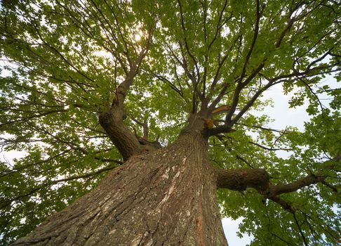 The high crown of an old oak