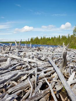 Large accumulation of old dead wood on the shore of Lake