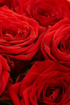 Several large red roses close up - background