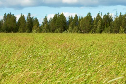 Green fields, woods and sky with clouds