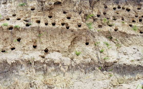 Holes dug by birds - swallows in river bank