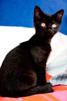 Black kitten sitting on a blue and white and red  background, the colors of the French flag