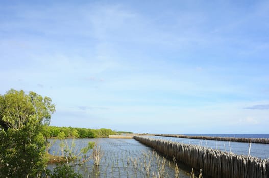 mangrove forest, forest at the estuary of a river, mangrove forest in Thailand 