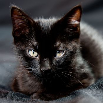 Portrait of a young cat lying on a black blanket, head-up