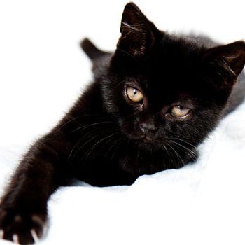 Black kitten lying on a white bacground, ready to play