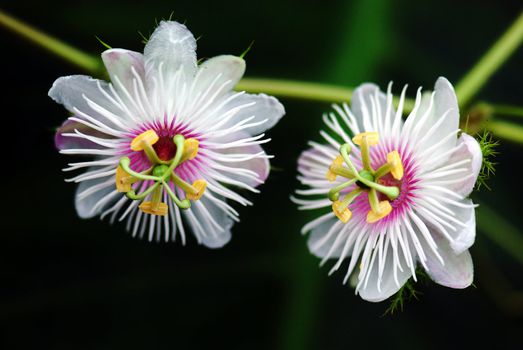 Taken in China's Hainan Island