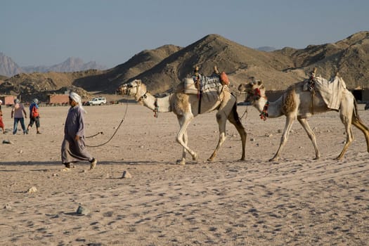 HURGHADA, EGYPT - JUNE 6: We take a closer look at the camels in Sahara Desert, Egypt, on June 6, 2008. Here beduins wait for tourists to take a camel ride so that they can earn some money for their families.