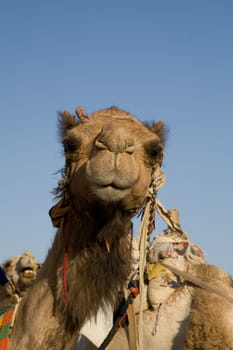 Camel in Sahara Desert, Egypt, On A Sunny Summer Day