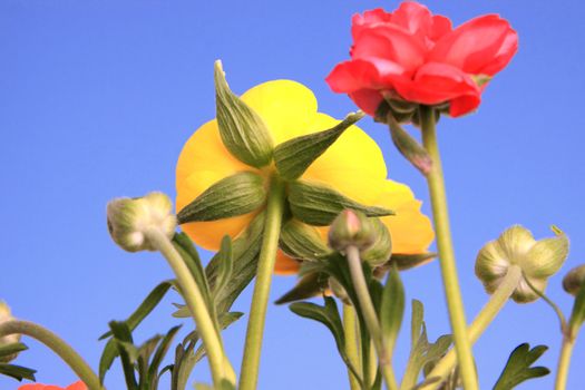 Spring flowers against clear blue sky