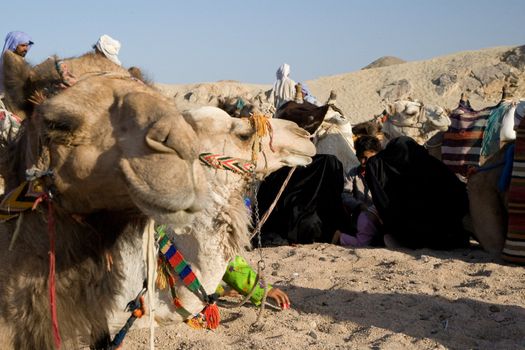 Camel in Sahara Desert, Egypt, On A Sunny Summer Day