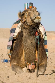 Camel in Sahara Desert, Egypt, On A Sunny Summer Day