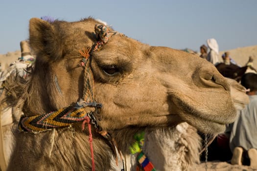 Camel in Sahara Desert, Egypt, On A Sunny Summer Day