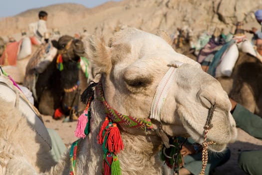 Camel in Sahara Desert, Egypt, On A Sunny Summer Day