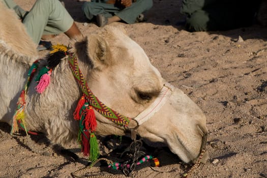 Camel in Sahara Desert, Egypt, On A Sunny Summer Day