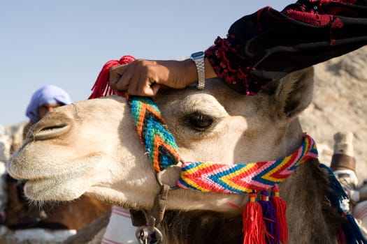 Camel in Sahara Desert, Egypt, On A Sunny Summer Day