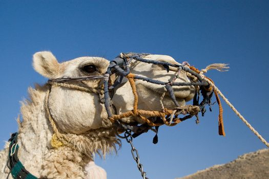 Camel in Sahara Desert, Egypt, On A Sunny Summer Day