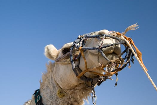 Camel in Sahara Desert, Egypt, On A Sunny Summer Day