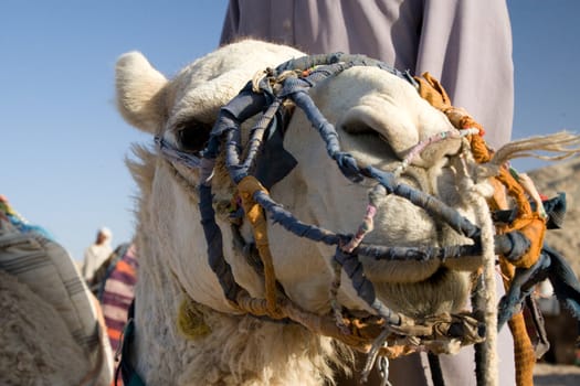 Camel in Sahara Desert, Egypt, On A Sunny Summer Day