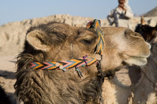 Camel in Sahara Desert, Egypt, On A Sunny Summer Day