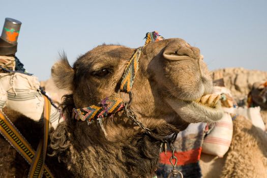 Camel in Sahara Desert, Egypt, On A Sunny Summer Day