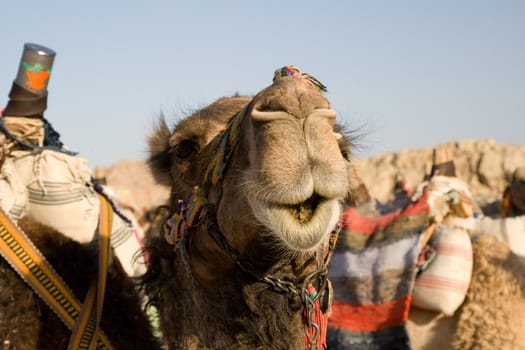 Camel in Sahara Desert, Egypt, On A Sunny Summer Day