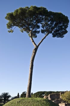 italian stone pine standing alone in a park