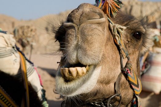 Camel in Sahara Desert, Egypt, On A Sunny Summer Day