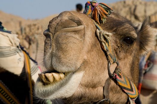 Camel in Sahara Desert, Egypt, On A Sunny Summer Day