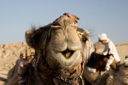 Camel in Sahara Desert, Egypt, On A Sunny Summer Day