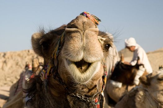 Camel in Sahara Desert, Egypt, On A Sunny Summer Day