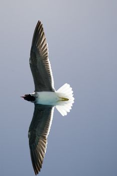 Flying seagull against a blue sky on a sunny summer day