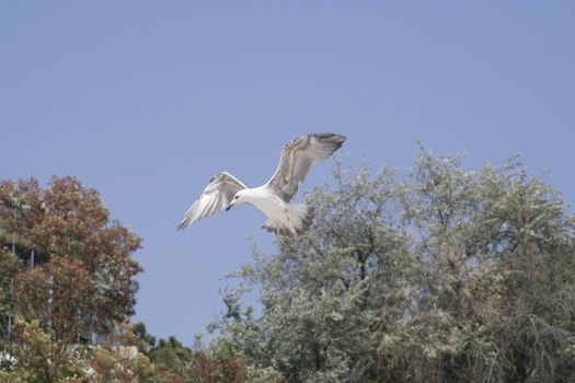 Flying seagull against a blue sky on a sunny summer day