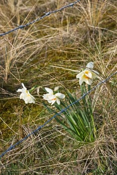 Blooming daffodils behind barbed wire entanglement