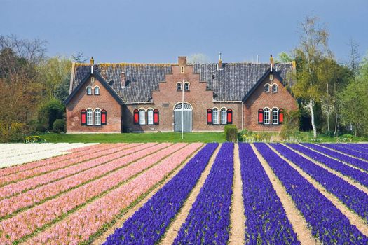 House with view on blue and pink hyacinthfields on april day