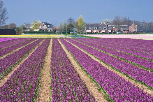 Residential houses with view on purple and pink hyacinth fields in spring