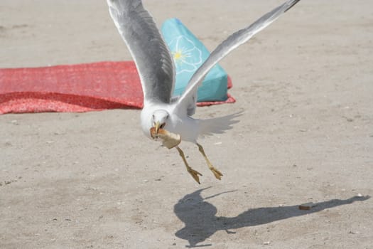 Flying seagull against a blue sky on a sunny summer day