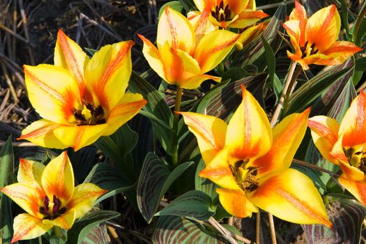 Small tulips in yellow and red in spring