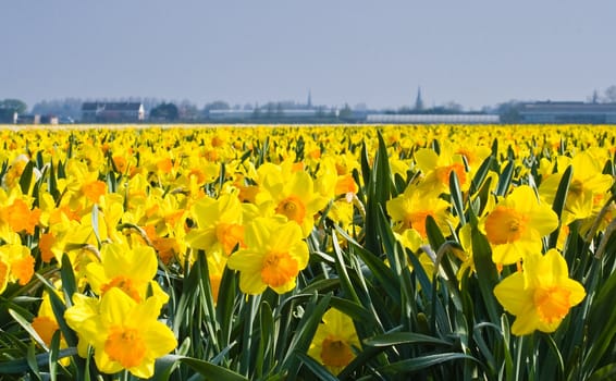 Thousands of daffodils blooming in spring sun