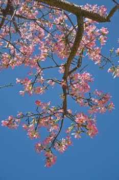 Magnolia is a large genus of about 210 flowering plant species in the subclass Magnolioideae of the family Magnoliaceae.