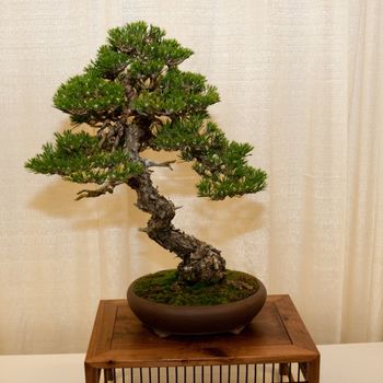 Bonsai is the art of aesthetic miniaturization of trees, or of developing woody or semi-woody plants shaped as trees, by growing them in containers. Cultivation includes techniques for shaping, watering, and repotting in various styles of containers.