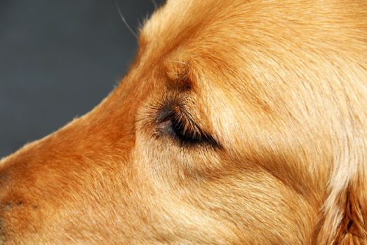 golden retriever eye side view closeup