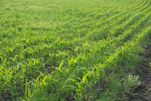 Agricultural filed with rows of plants