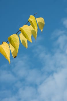 Autumn leaves on branch against clear blue sky