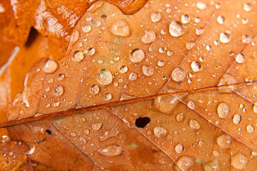 Autumn leaves with water drops after rain