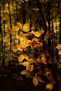 Vibrant autumn leaves in the deep forest