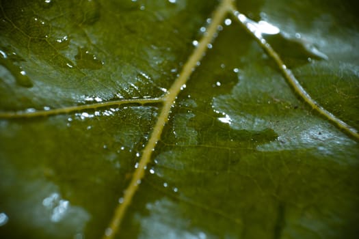 green fresh leaf details macro