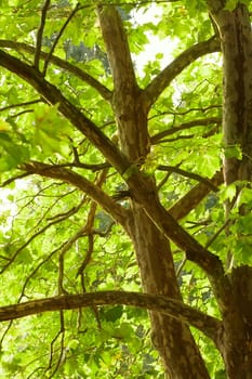 Trees with fresh green leaves