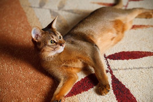 verry cool and wounderful young abyssinian cat photo