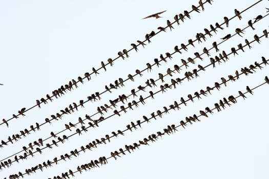 Many birds on electric wires